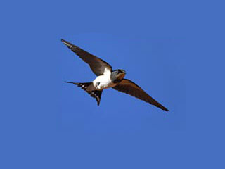 Our Regular Visitors from South Africa